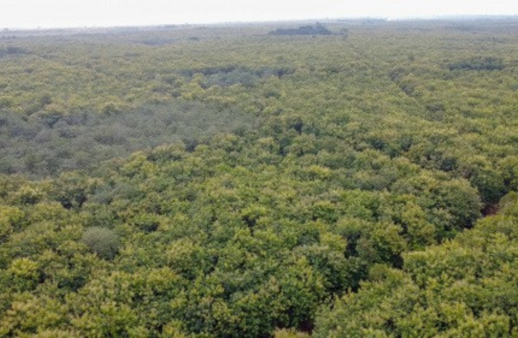ENVIRONNEMENT