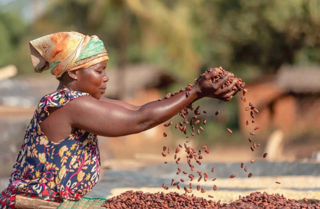 Afrique cacao